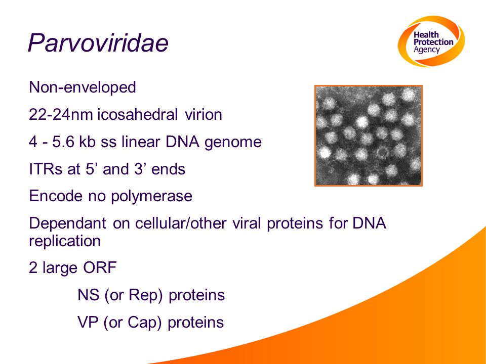 Parvoviridae Non-enveloped 22-24nm icosahedral virion kb ss linear DNA genome ITRs at 5’ and 3’ ends Encode no polymerase Dependant on cellular/other viral proteins for DNA replication 2 large ORF NS (or Rep) proteins VP (or Cap) proteins