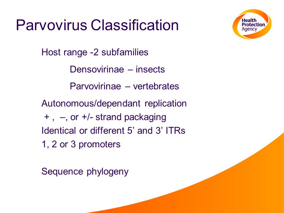 Parvovirus Classification Host range -2 subfamilies Densovirinae – insects Parvovirinae – vertebrates Autonomous/dependant replication +, –, or +/- strand packaging Identical or different 5’ and 3’ ITRs 1, 2 or 3 promoters Sequence phylogeny