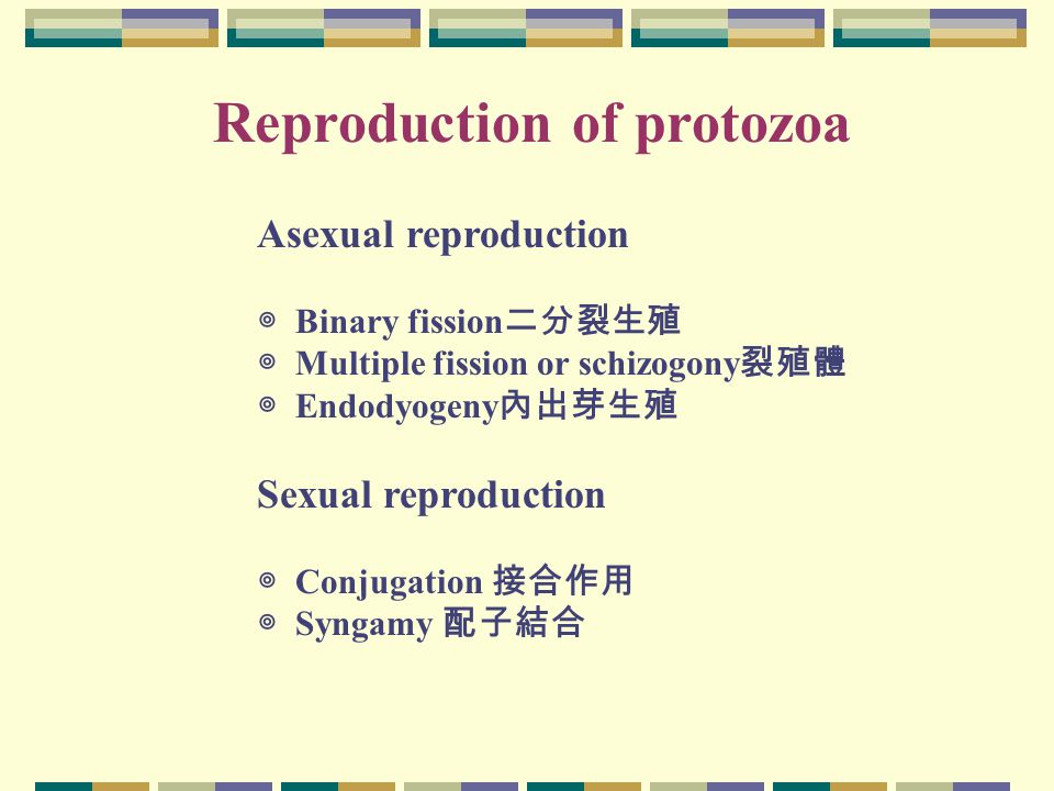 Reproduction of protozoa Asexual reproduction ◎ Binary fission 二分裂生殖 ◎ Multiple fission or schizogony 裂殖體 ◎ Endodyogeny 內出芽生殖 Sexual reproduction ◎ Conjugation 接合作用 ◎ Syngamy 配子結合