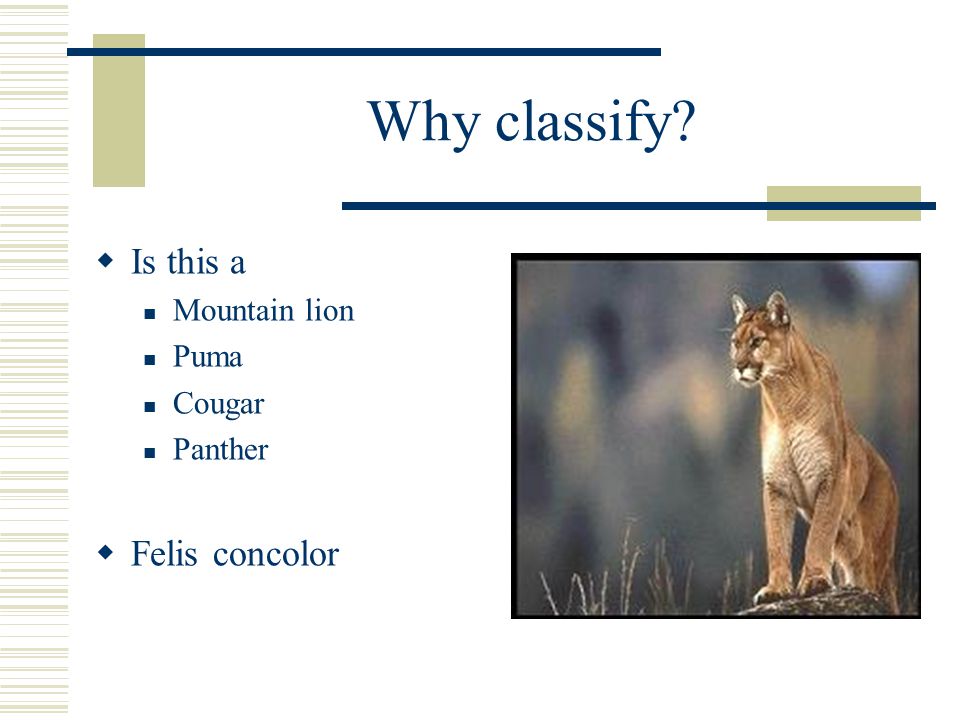 Classification & Kingdoms. Why classify?  Is this a Mountain lion Puma  Cougar Panther  Felis concolor. - ppt download