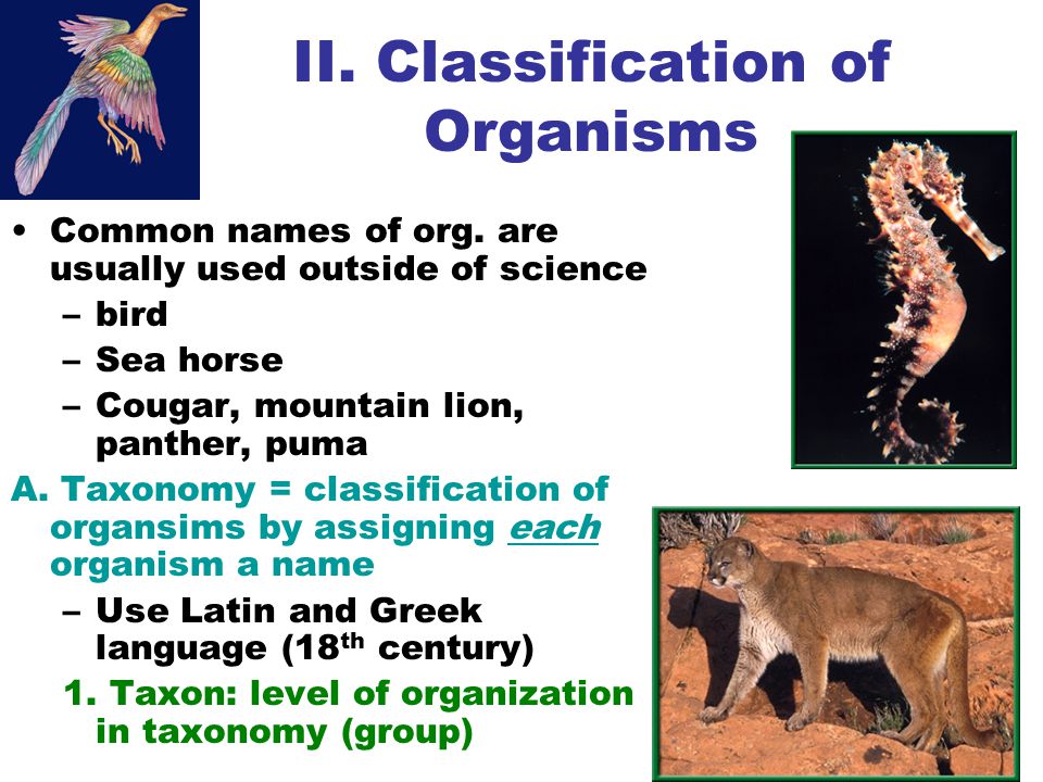 II. Classification of Organisms Common names of org.