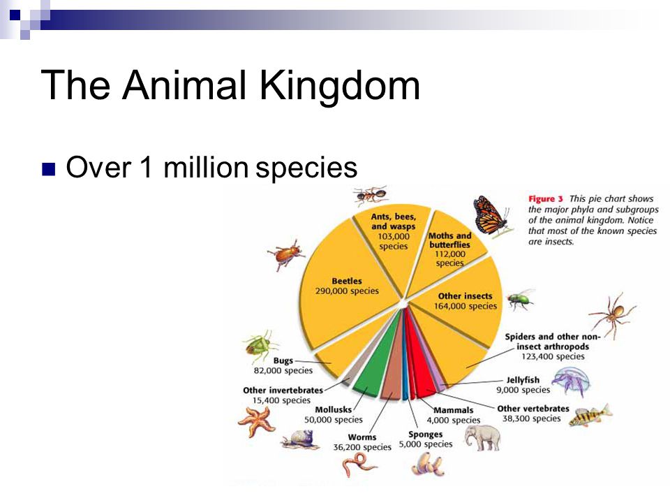 Animals Chapter 1 Section 1. Classification Kingdom Phylum Class Order  Family Genus Species. - ppt download