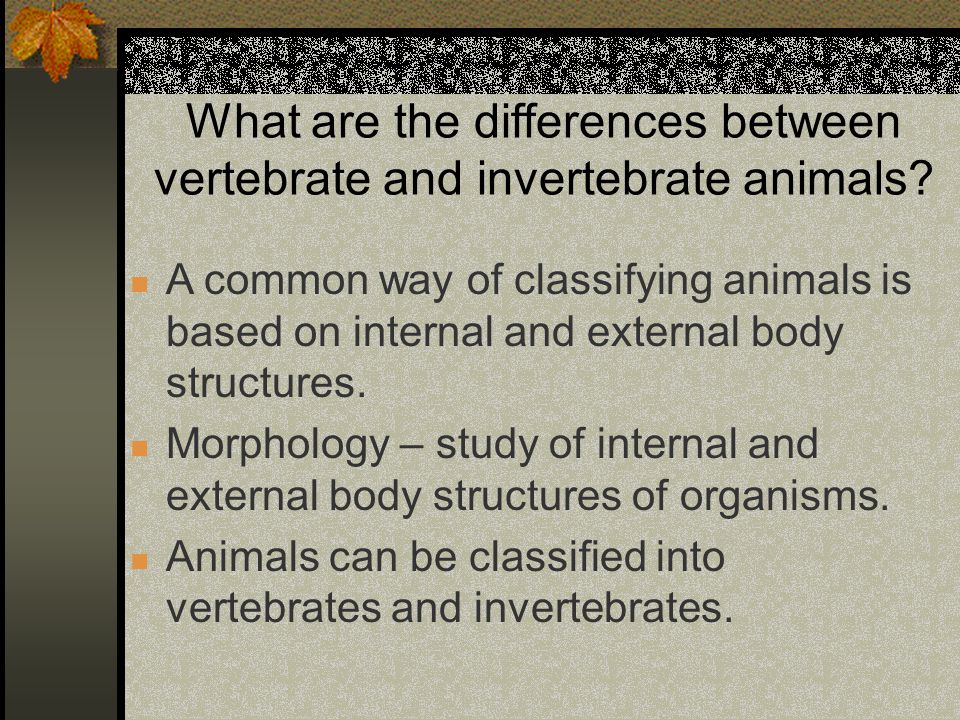 difference between vertebrates and invertebrates