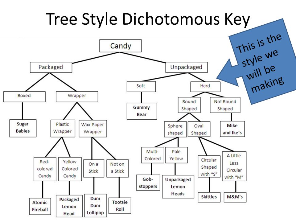 Dichotomous Key A dichotomous key is a method for determining the identity ...