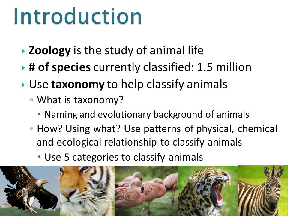 Ch 1, 8, and 9.  Zoology is the study of animal life  # of species  currently classified:  million  Use taxonomy to help classify animals ◦  What. - ppt download