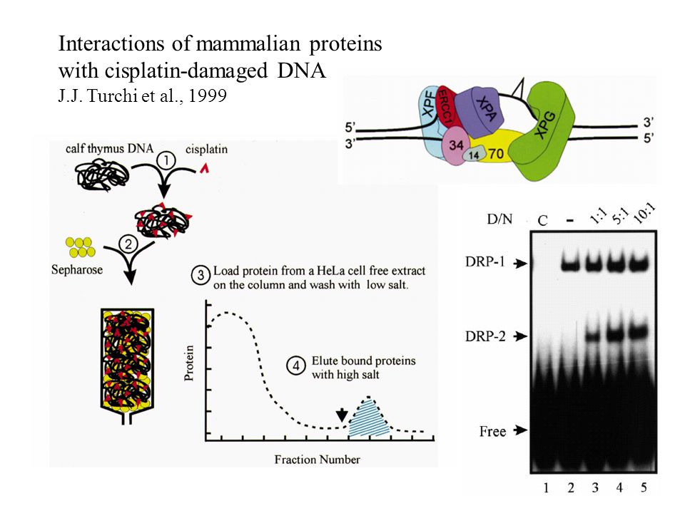 Interactions of mammalian proteins with cisplatin-damaged DNA J.J. Turchi et al., 1999