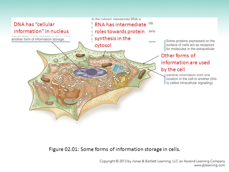 Figure 02.01: Some forms of information storage in cells.