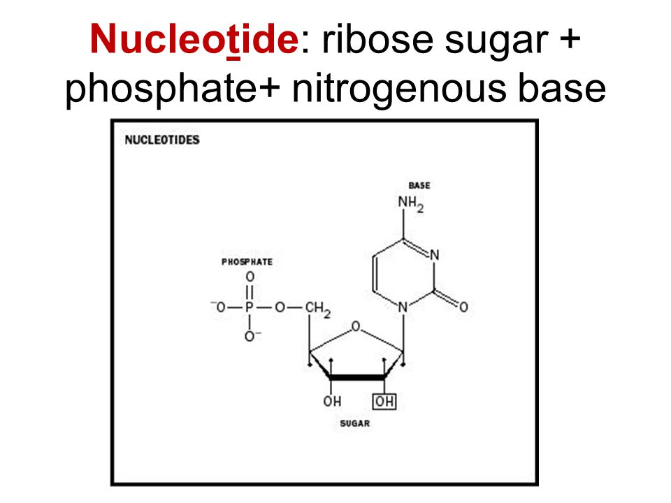 nucleic acids nucleotides 3 parts 5 c sugar phosphate group