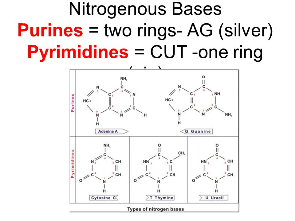 nucleic acids nucleotides 3 parts 5 c sugar phosphate group