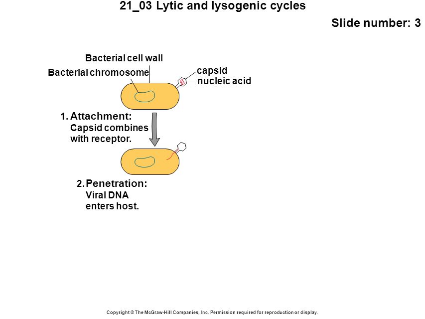 21_03 Lytic and lysogenic cycles Slide number: 3 Copyright © The McGraw-Hill Companies, Inc.