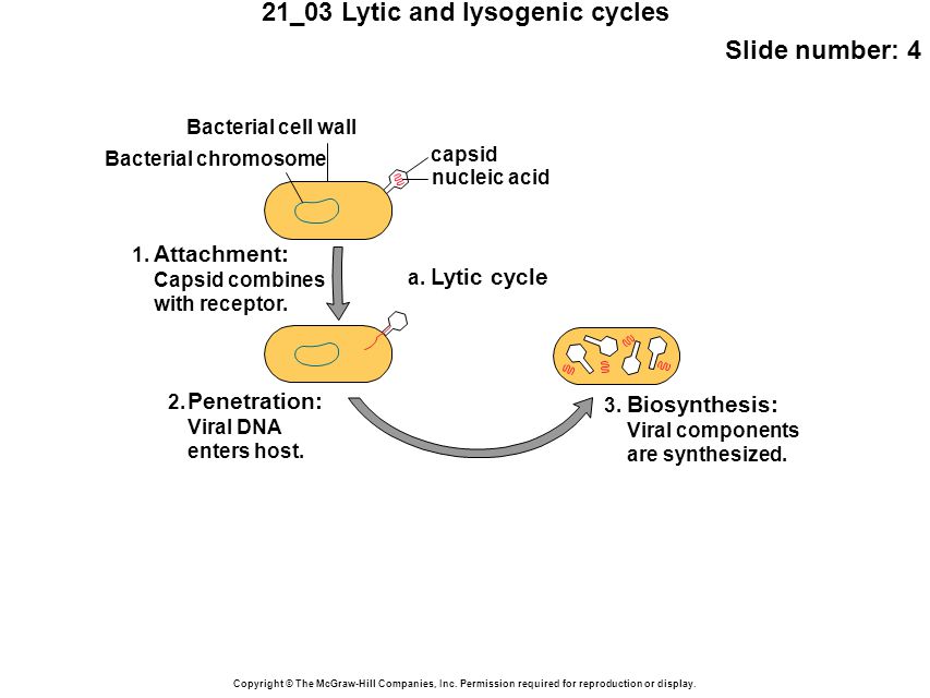 21_03 Lytic and lysogenic cycles Slide number: 4 Copyright © The McGraw-Hill Companies, Inc.