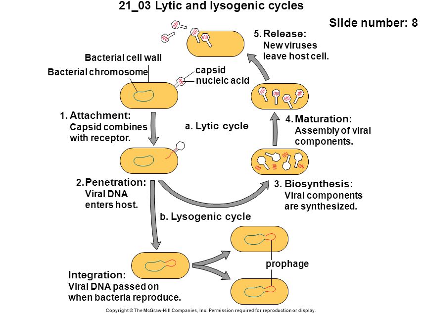 21_03 Lytic and lysogenic cycles Slide number: 8 Copyright © The McGraw-Hill Companies, Inc.