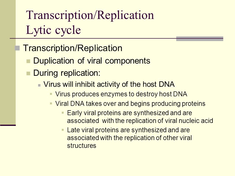 Transcription/Replication Lytic cycle Transcription/Replication Duplication of viral components During replication: Virus will inhibit activity of the host DNA  Virus produces enzymes to destroy host DNA  Viral DNA takes over and begins producing proteins  Early viral proteins are synthesized and are associated with the replication of viral nucleic acid  Late viral proteins are synthesized and are associated with the replication of other viral structures