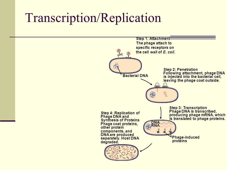 Transcription/Replication Bacterial DNA Step 1: Attachment The phage attach to specific receptors on the cell wall of E.