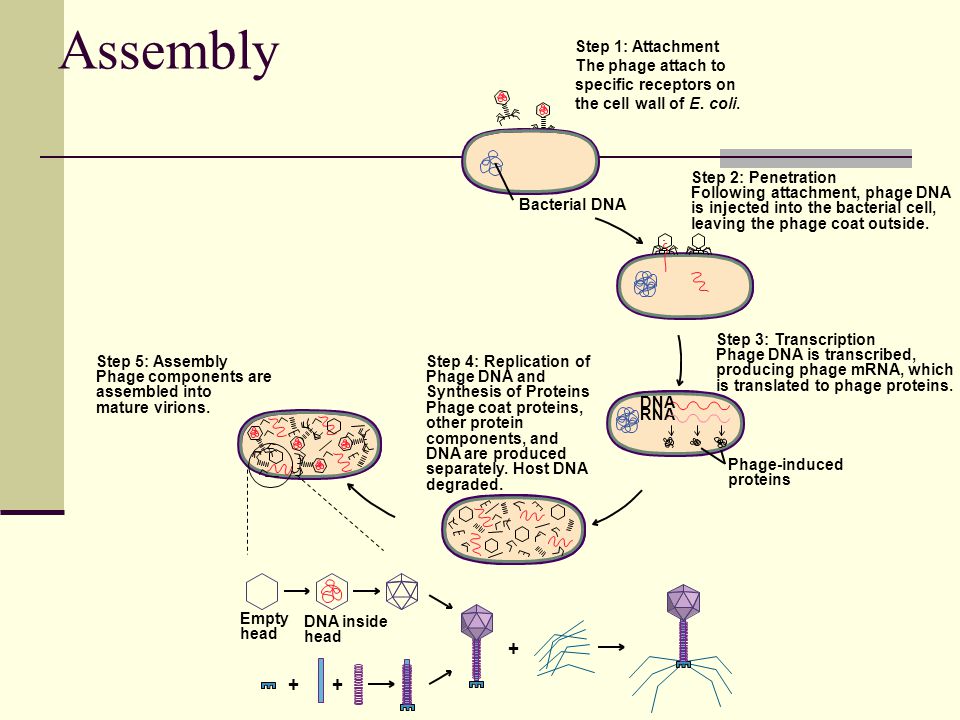 Assembly Bacterial DNA Step 1: Attachment The phage attach to specific receptors on the cell wall of E.