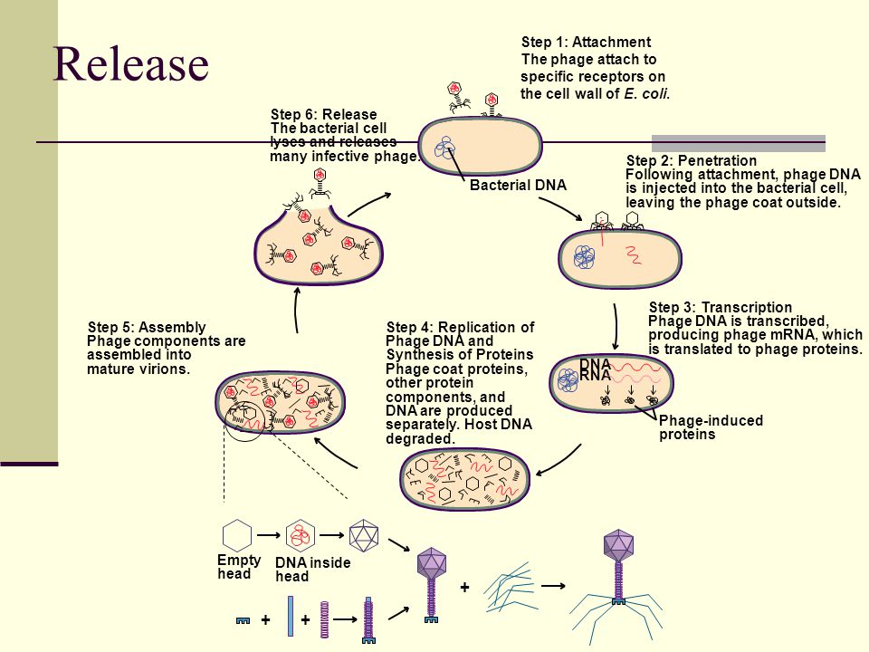 Release Bacterial DNA Step 1: Attachment The phage attach to specific receptors on the cell wall of E.