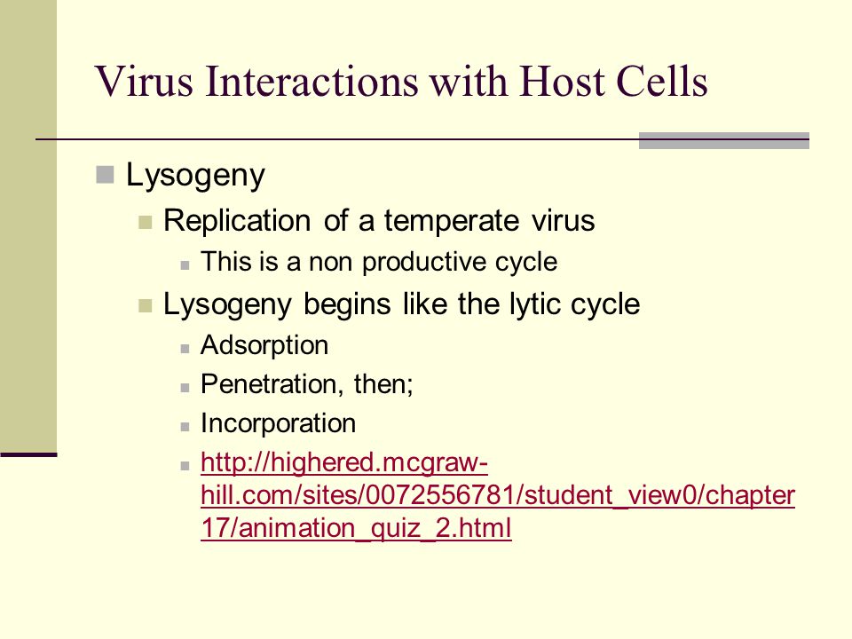 Lysogeny Replication of a temperate virus This is a non productive cycle Lysogeny begins like the lytic cycle Adsorption Penetration, then; Incorporation   hill.com/sites/ /student_view0/chapter 17/animation_quiz_2.html   hill.com/sites/ /student_view0/chapter 17/animation_quiz_2.html Virus Interactions with Host Cells