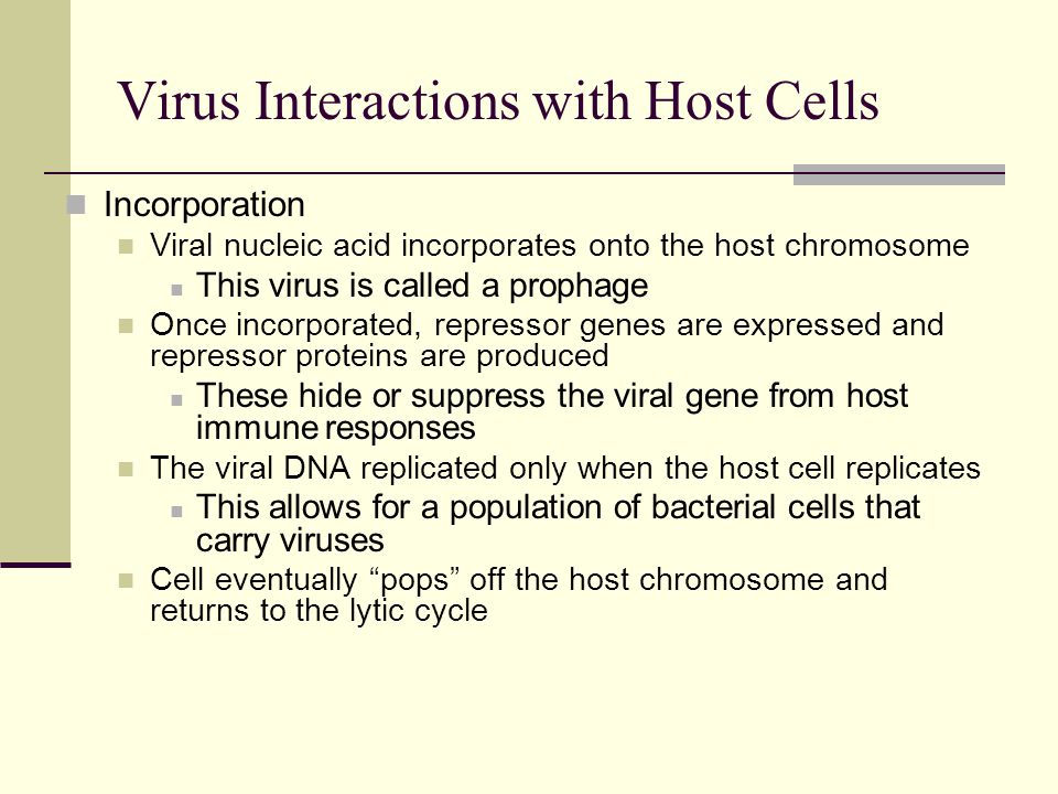 Incorporation Viral nucleic acid incorporates onto the host chromosome This virus is called a prophage Once incorporated, repressor genes are expressed and repressor proteins are produced These hide or suppress the viral gene from host immune responses The viral DNA replicated only when the host cell replicates This allows for a population of bacterial cells that carry viruses Cell eventually pops off the host chromosome and returns to the lytic cycle Virus Interactions with Host Cells