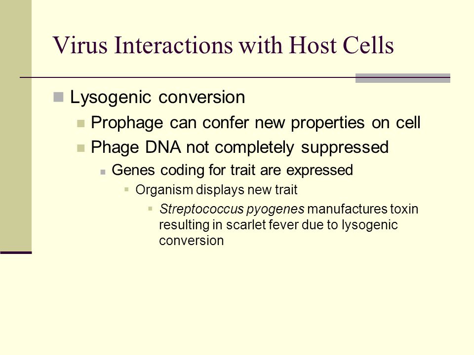 Lysogenic conversion Prophage can confer new properties on cell Phage DNA not completely suppressed Genes coding for trait are expressed  Organism displays new trait  Streptococcus pyogenes manufactures toxin resulting in scarlet fever due to lysogenic conversion Virus Interactions with Host Cells