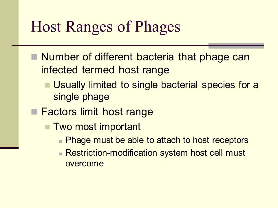 Host Ranges of Phages Number of different bacteria that phage can infected termed host range Usually limited to single bacterial species for a single phage Factors limit host range Two most important Phage must be able to attach to host receptors Restriction-modification system host cell must overcome