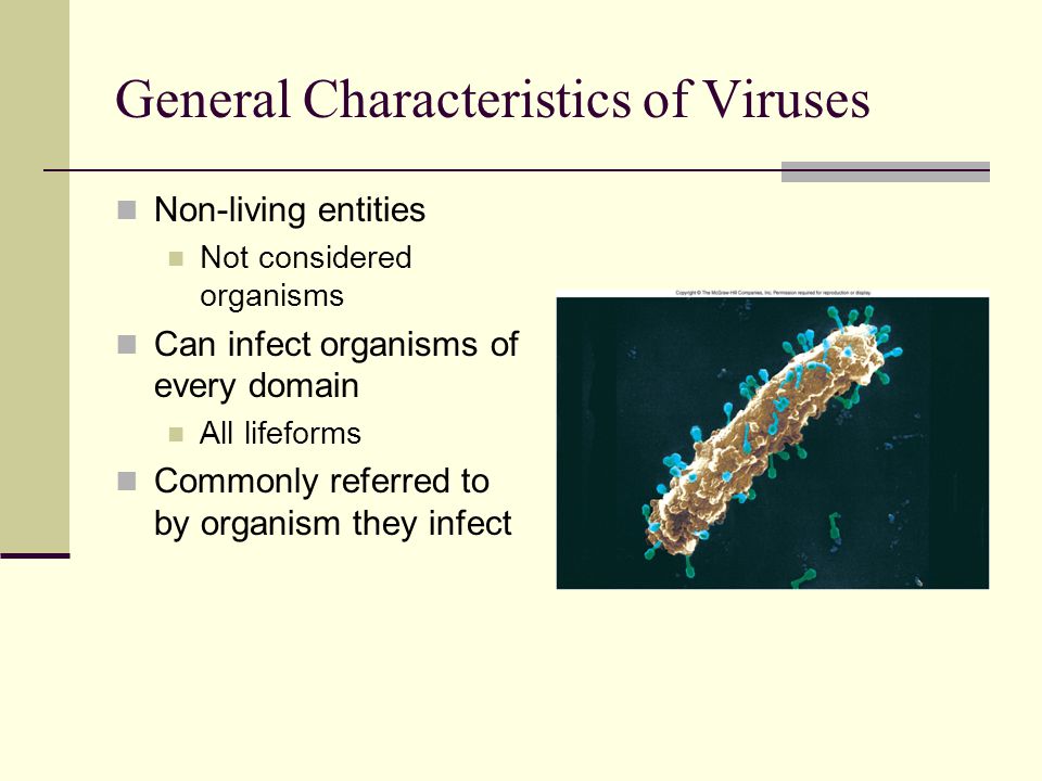 General Characteristics of Viruses Non-living entities Not considered organisms Can infect organisms of every domain All lifeforms Commonly referred to by organism they infect