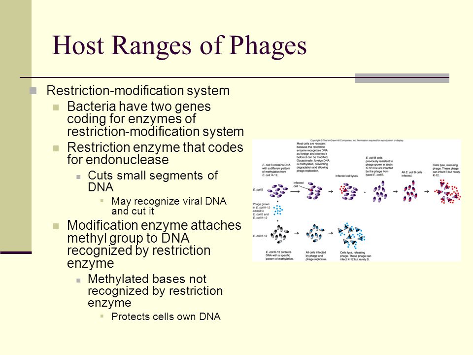 Restriction-modification system Bacteria have two genes coding for enzymes of restriction-modification system Restriction enzyme that codes for endonuclease Cuts small segments of DNA  May recognize viral DNA and cut it Modification enzyme attaches methyl group to DNA recognized by restriction enzyme Methylated bases not recognized by restriction enzyme  Protects cells own DNA