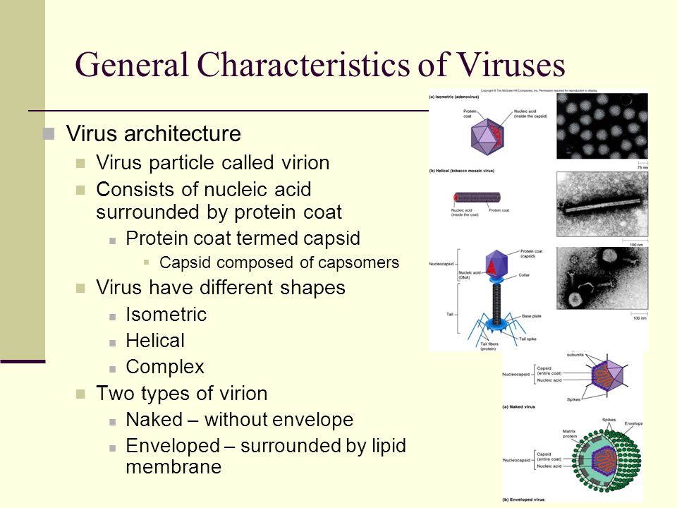 General Characteristics of Viruses Virus architecture Virus particle called virion Consists of nucleic acid surrounded by protein coat Protein coat termed capsid  Capsid composed of capsomers Virus have different shapes Isometric Helical Complex Two types of virion Naked – without envelope Enveloped – surrounded by lipid membrane