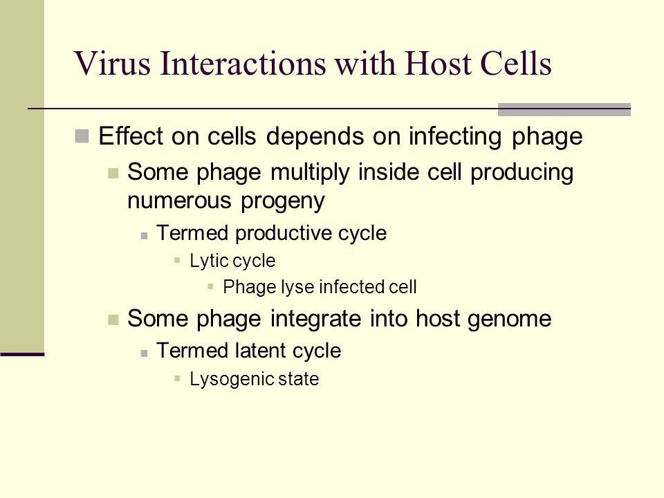 Virus Interactions with Host Cells Effect on cells depends on infecting phage Some phage multiply inside cell producing numerous progeny Termed productive cycle  Lytic cycle  Phage lyse infected cell Some phage integrate into host genome Termed latent cycle  Lysogenic state