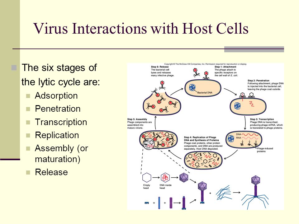 The six stages of the lytic cycle are: Adsorption Penetration Transcription Replication Assembly (or maturation) Release Virus Interactions with Host Cells
