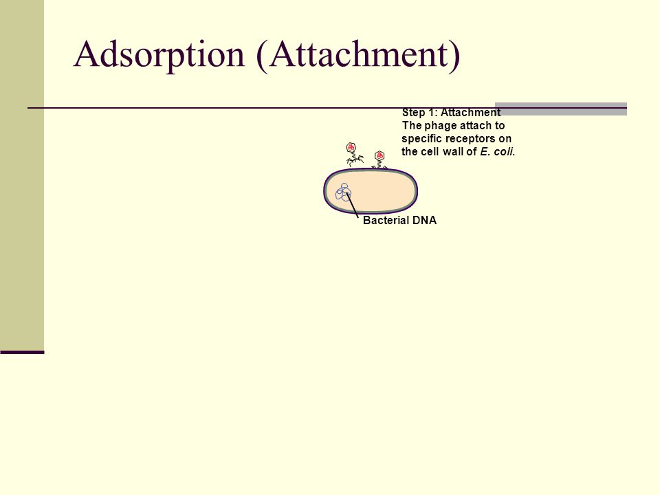 Adsorption (Attachment) Bacterial DNA Step 1: Attachment The phage attach to specific receptors on the cell wall of E.