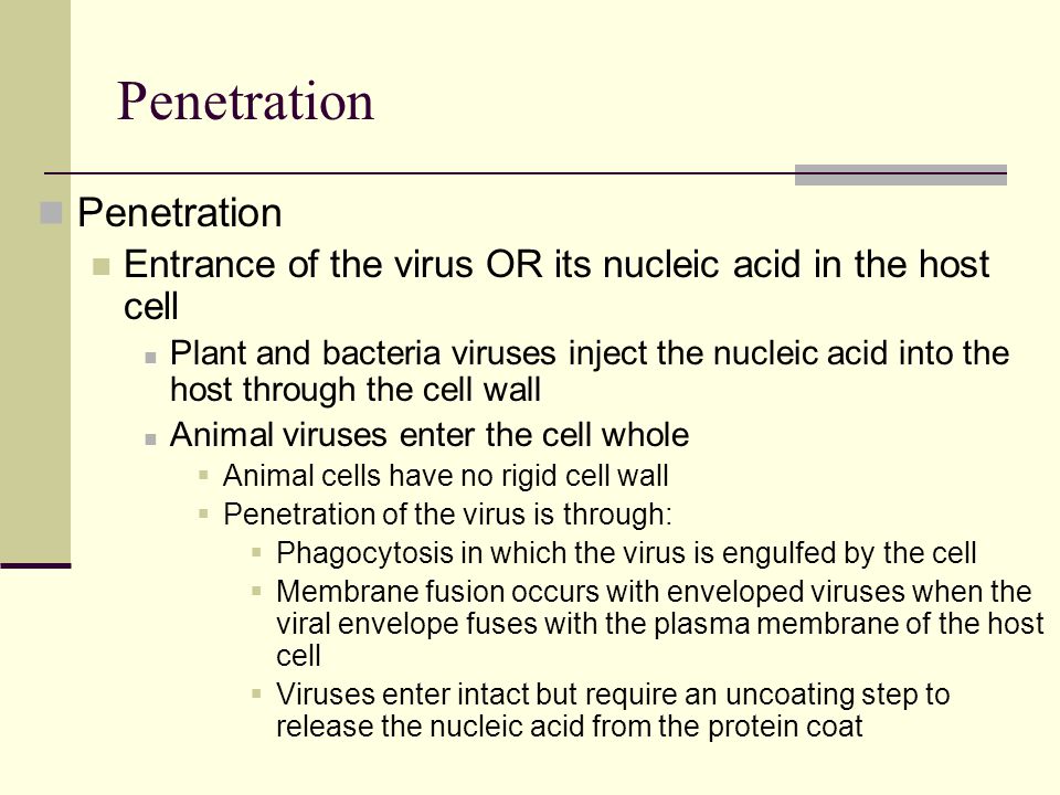 Penetration Entrance of the virus OR its nucleic acid in the host cell Plant and bacteria viruses inject the nucleic acid into the host through the cell wall Animal viruses enter the cell whole  Animal cells have no rigid cell wall  Penetration of the virus is through:  Phagocytosis in which the virus is engulfed by the cell  Membrane fusion occurs with enveloped viruses when the viral envelope fuses with the plasma membrane of the host cell  Viruses enter intact but require an uncoating step to release the nucleic acid from the protein coat