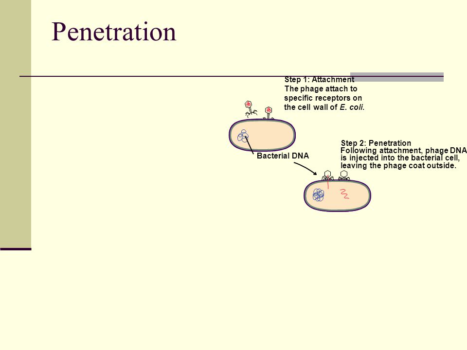 Penetration Bacterial DNA Step 1: Attachment The phage attach to specific receptors on the cell wall of E.