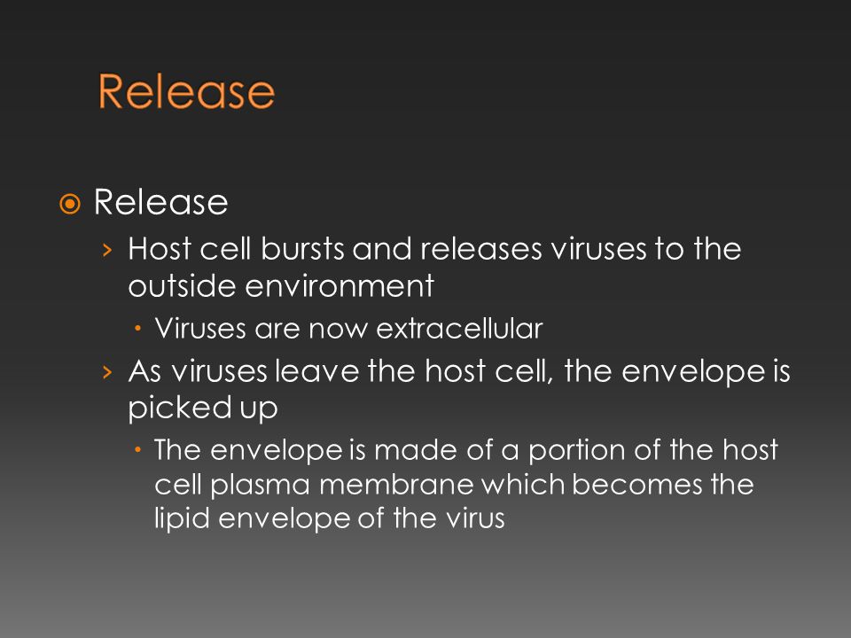  Release › Host cell bursts and releases viruses to the outside environment  Viruses are now extracellular › As viruses leave the host cell, the envelope is picked up  The envelope is made of a portion of the host cell plasma membrane which becomes the lipid envelope of the virus