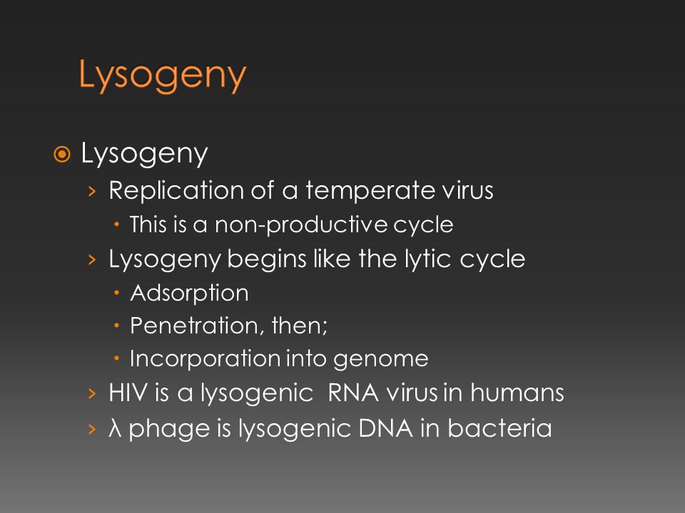  Lysogeny › Replication of a temperate virus  This is a non-productive cycle › Lysogeny begins like the lytic cycle  Adsorption  Penetration, then;  Incorporation into genome › HIV is a lysogenic RNA virus in humans › λ phage is lysogenic DNA in bacteria
