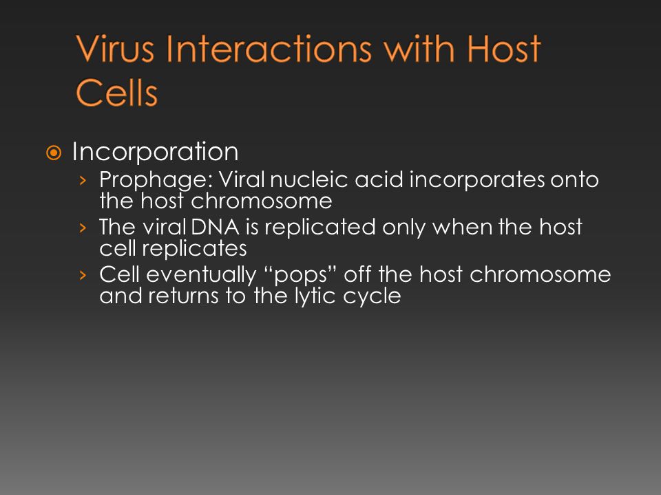  Incorporation › Prophage: Viral nucleic acid incorporates onto the host chromosome › The viral DNA is replicated only when the host cell replicates › Cell eventually pops off the host chromosome and returns to the lytic cycle