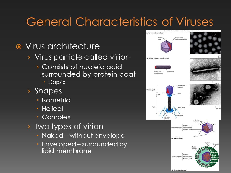  Virus architecture › Virus particle called virion › Consists of nucleic acid surrounded by protein coat  Capsid › Shapes  Isometric  Helical  Complex › Two types of virion  Naked – without envelope  Enveloped – surrounded by lipid membrane