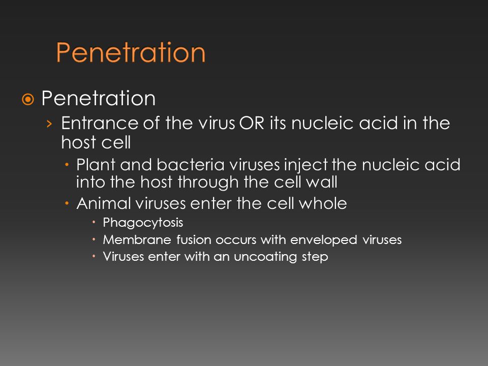  Penetration › Entrance of the virus OR its nucleic acid in the host cell  Plant and bacteria viruses inject the nucleic acid into the host through the cell wall  Animal viruses enter the cell whole  Phagocytosis  Membrane fusion occurs with enveloped viruses  Viruses enter with an uncoating step