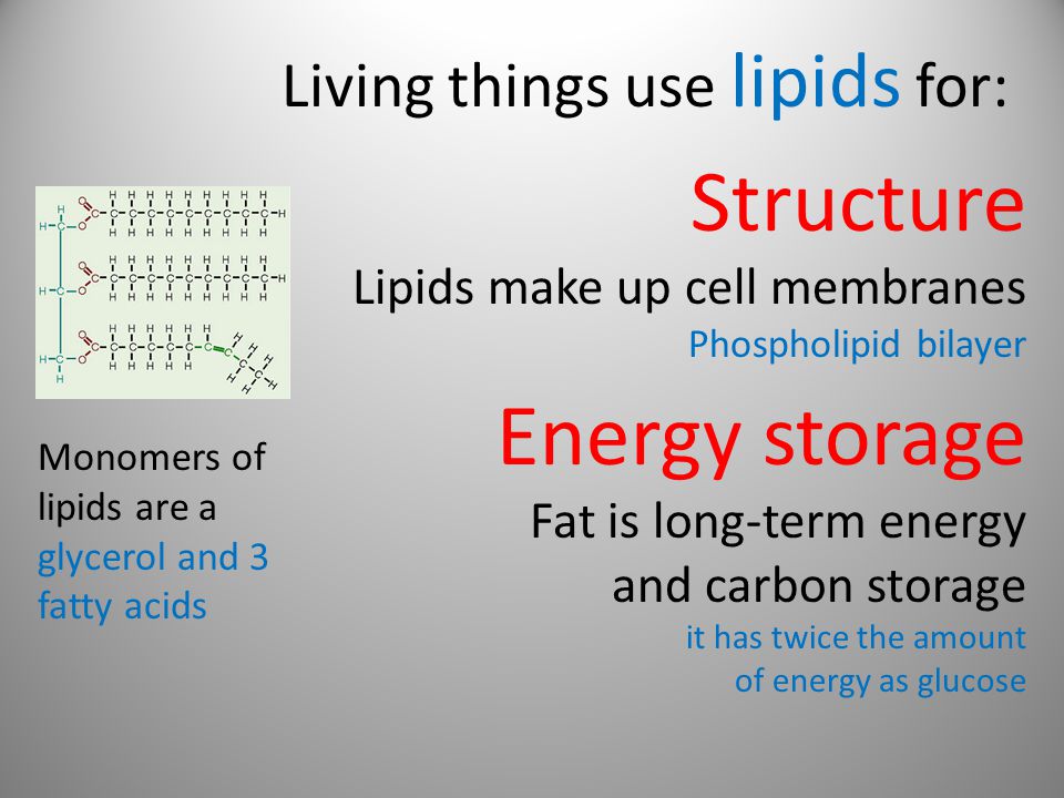 Living things use lipids for: Structure Lipids make up cell membranes Phospholipid bilayer Energy storage Fat is long-term energy and carbon storage it has twice the amount of energy as glucose Monomers of lipids are a glycerol and 3 fatty acids