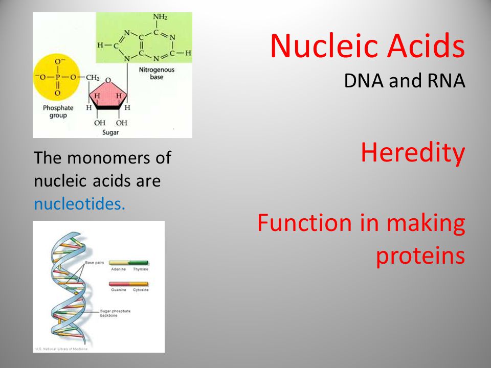 Nucleic Acids DNA and RNA The monomers of nucleic acids are nucleotides.