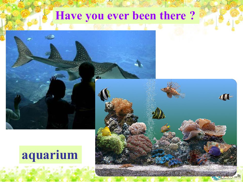 aquarium Have you ever been there