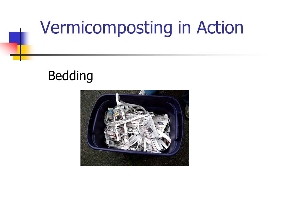 Vermicomposting in Action Bedding