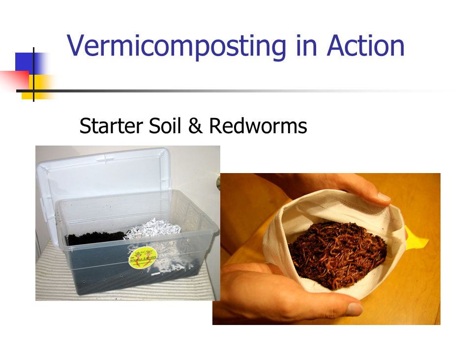 Vermicomposting in Action Starter Soil & Redworms