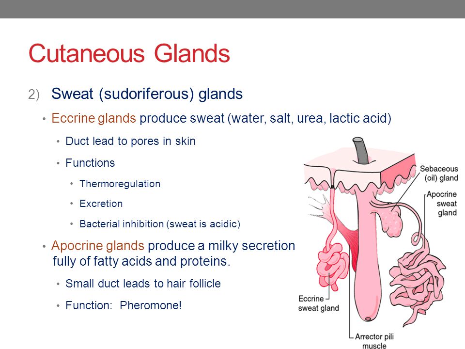Cutaneous Glands 2) Sweat (sudoriferous) glands Eccrine glands produce swea...