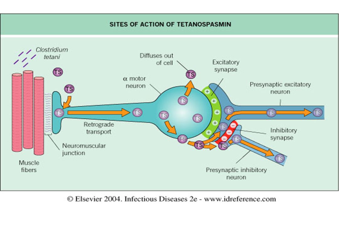 Action site. Схема действия тетаноспазмина. Тетанолизин механизм действия. Механизм действия тетаноспазмина схема. Столбнячный Токсин механизм действия.