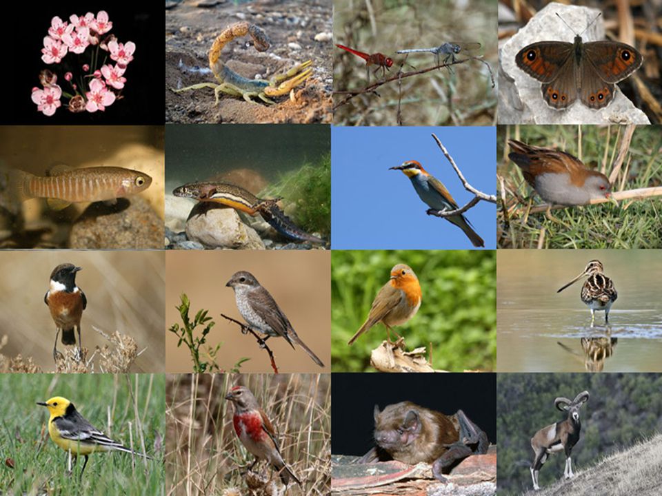 Многообразие биологических видов. Многообразие видов в природе. Биоразнообразие видовое разнообразие. Биоразнообразие в живой природе.