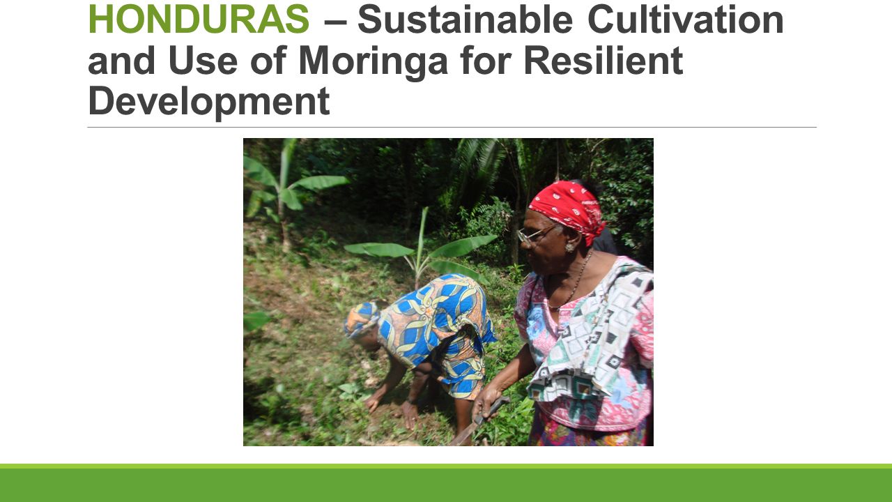 HONDURAS – Sustainable Cultivation and Use of Moringa for Resilient Development