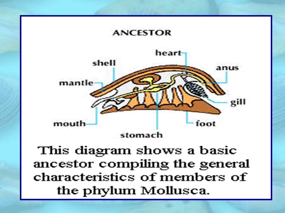 Mollusca is the second largest phylum in the animal kingdom. In Latin  Mollis means soft. The animals of this phylum have a soft body. Hence they  are. - ppt download