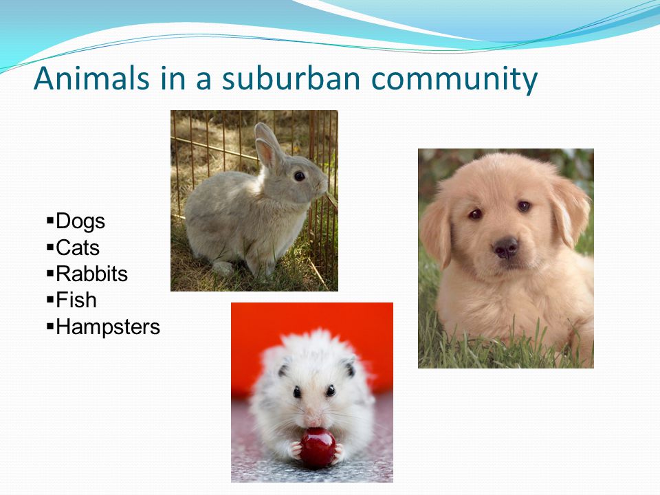 Animals in a suburban community  Dogs  Cats  Rabbits  Fish  Hampsters