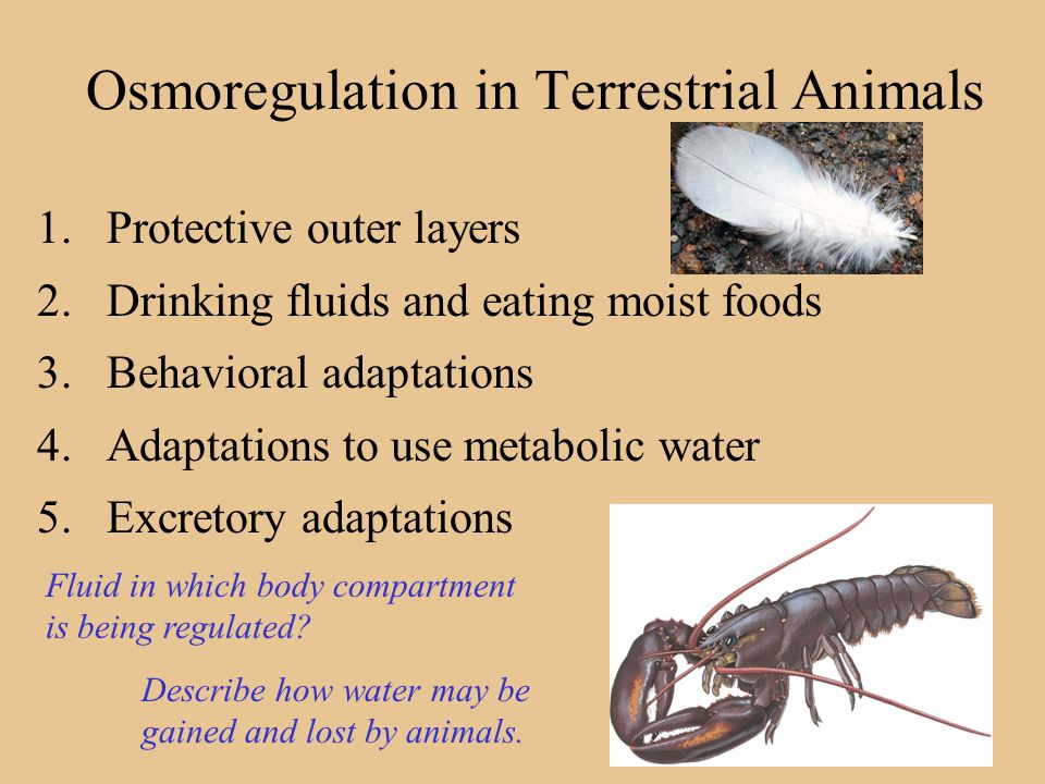 Which of these animals correctly describe how its nitrogenous waste is  related to its phylogeny and habitat? 1. Because I live in water, I excrete  urea, - ppt download