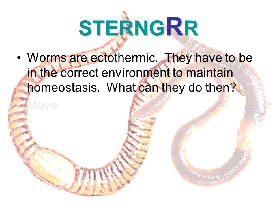 Annelids Earthworms. Anatomy Vocabulary Anatomy – body partsAnatomy – body  parts Body SystemsBody Systems – Digestive System, Nervous System,  Circulatory. - ppt download